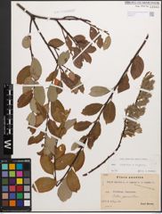 Foto von Salix caprea L. x Salix repens L.